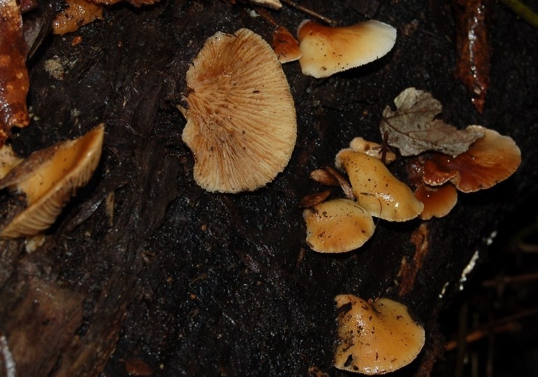 Funghi del 7 gennaio.